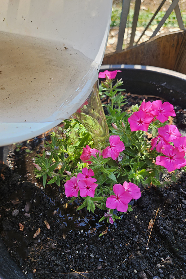 Compost tea being added to pink annual phlox flowers.