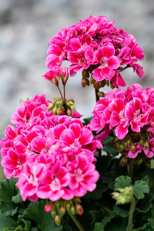 Bright prink clusters of annual geranium blooms. 