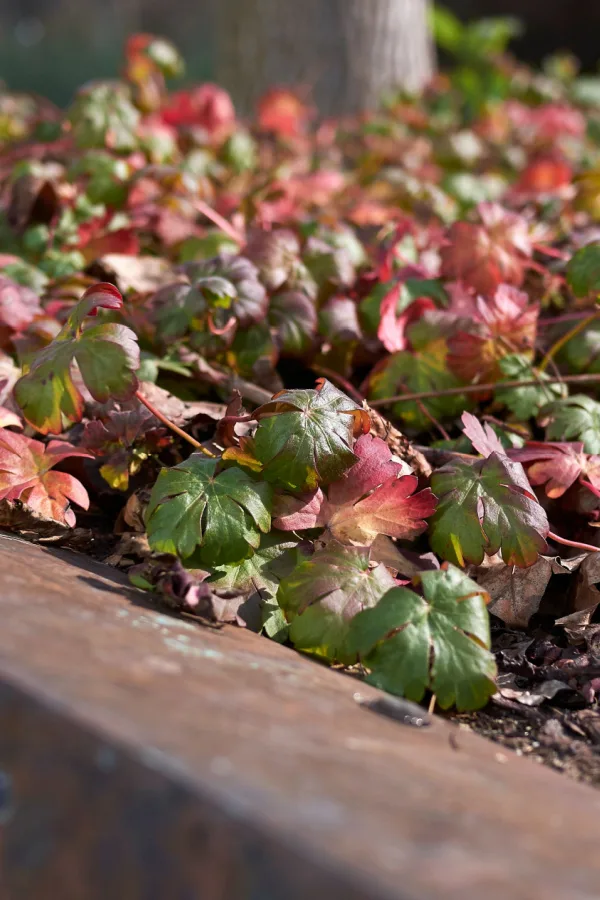 The fall foliage red and yellow colors of hardy geraniums.