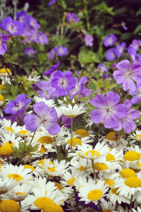 Hardy geraniums and shasta daisies growing together. 