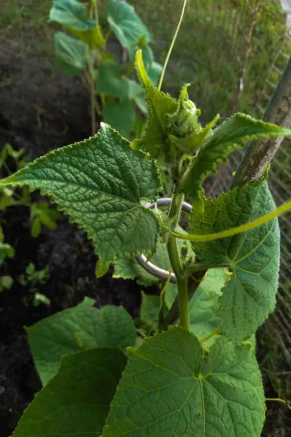 fertilizing vegetable plants