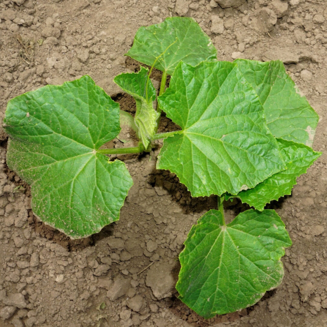 How To Help Struggling Cucumber Plants Grow Better - And Fast!