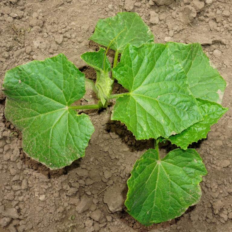 struggling cucumber plants