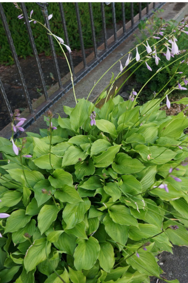 host leaves - keep hosta plants leaves healthy