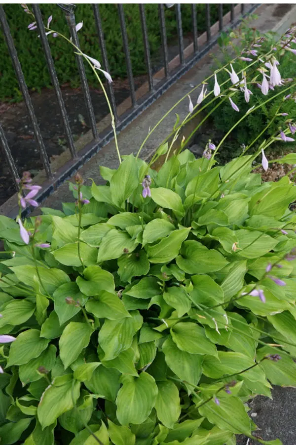 host leaves - keep hosta plants leaves healthy