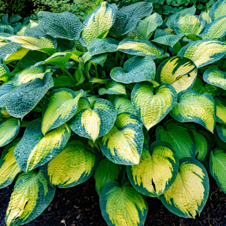 keep hostas looking good