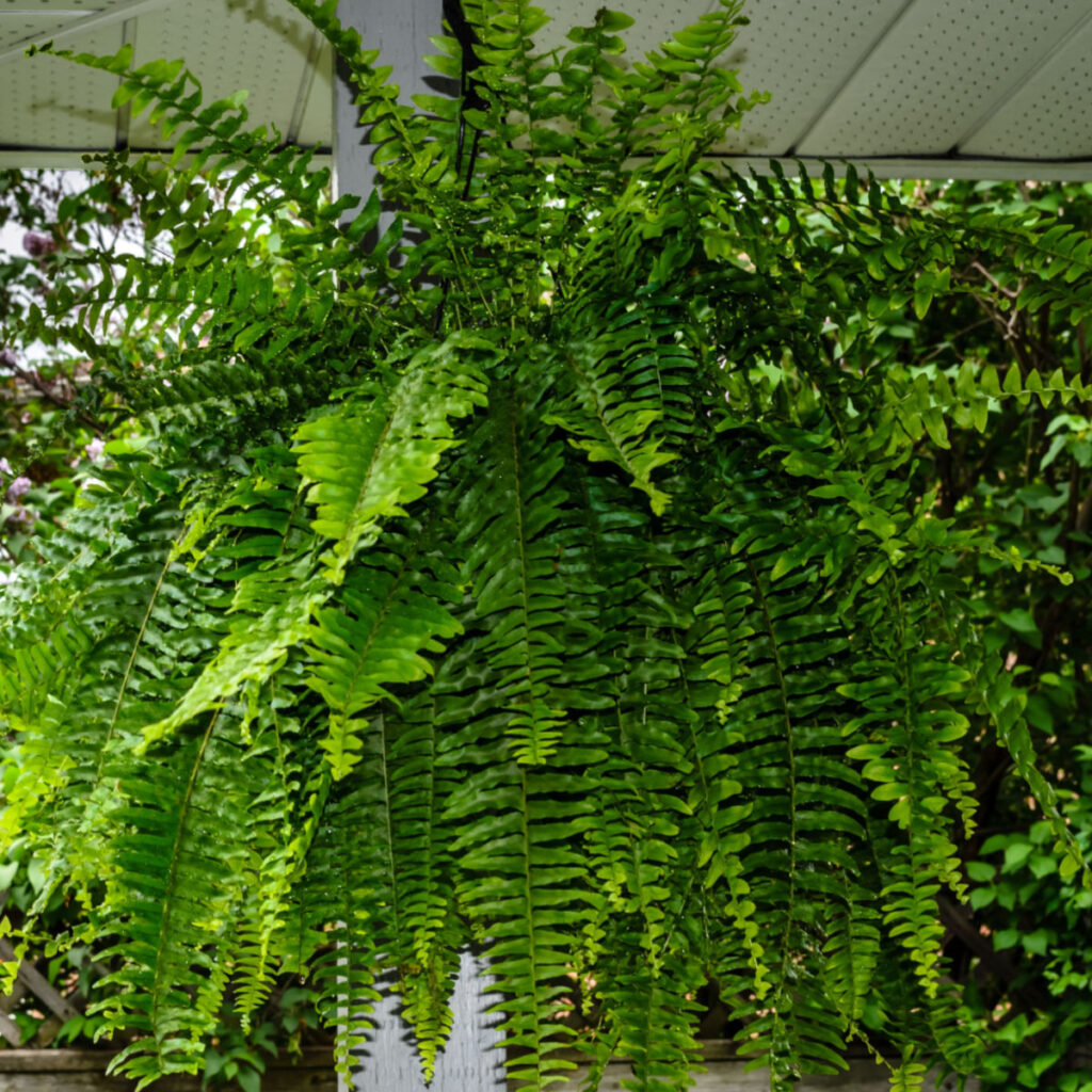how to water and fertilize ferns