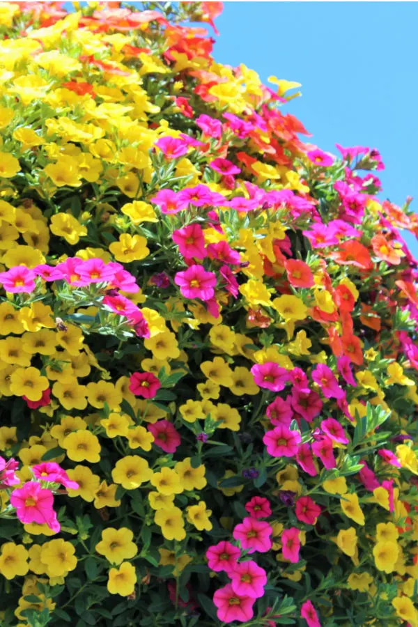 fertilizing hanging baskets