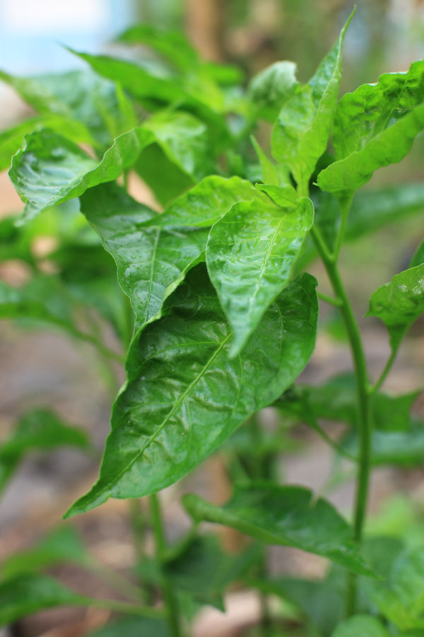 young pepper plant
