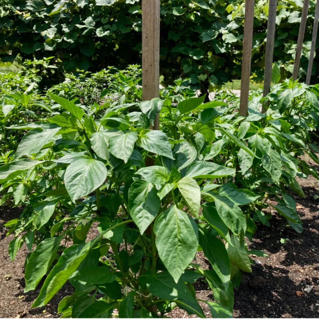 getting peppers growing fast