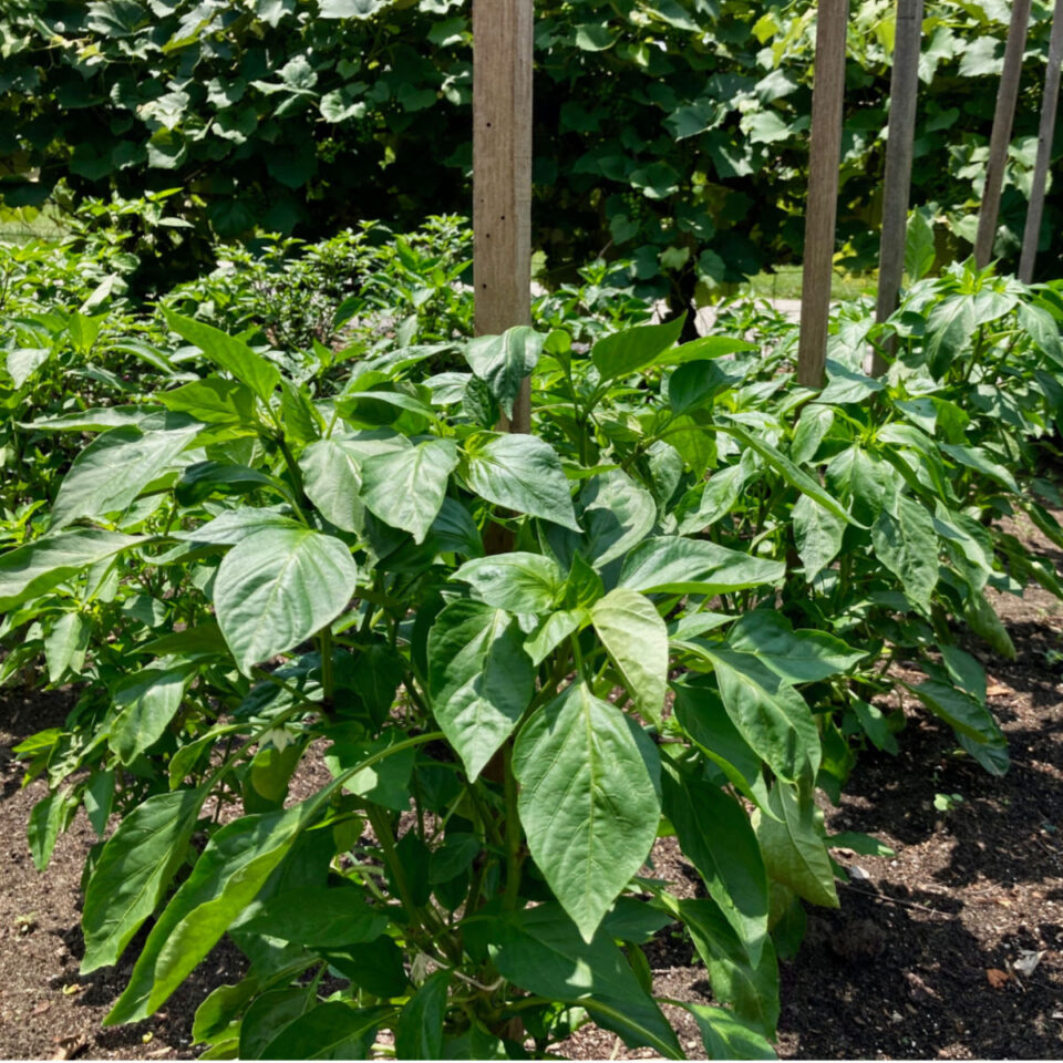 How To Get Pepper Plants Growing Faster - Energize Your Plants!