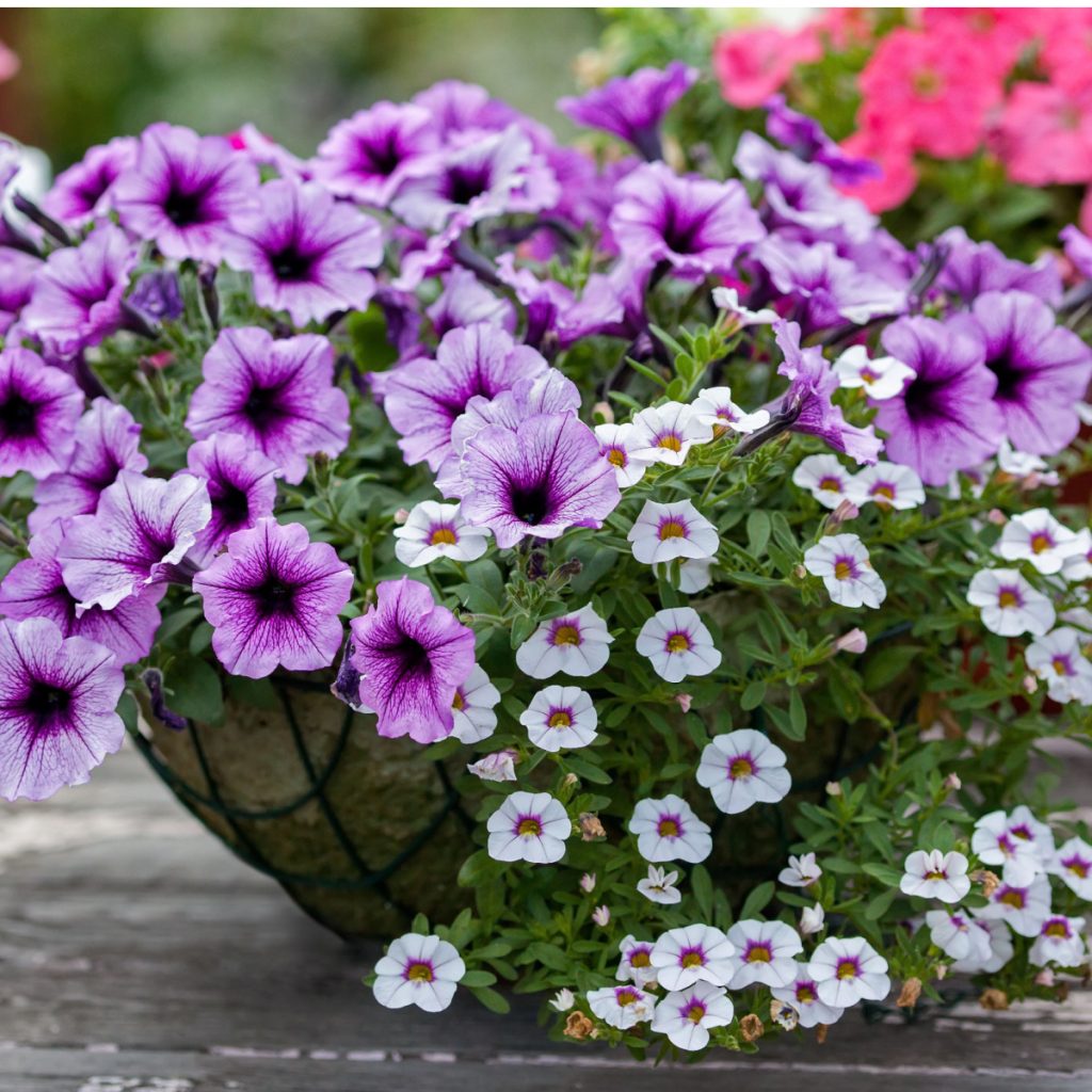 hanging basket fertilize