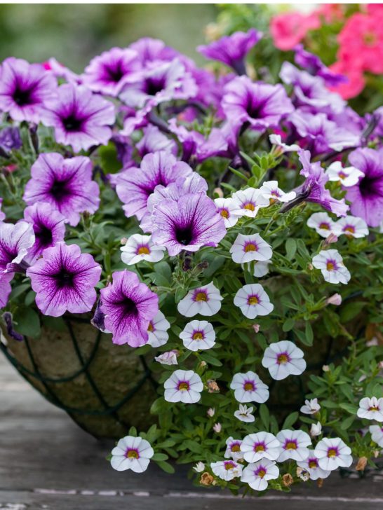 hanging basket fertilize