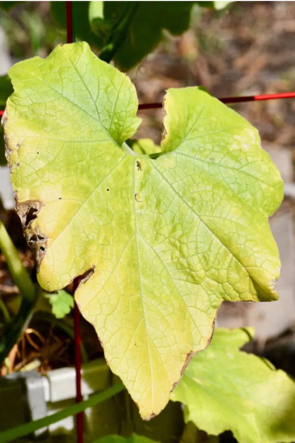 yellow leaves - overwatering