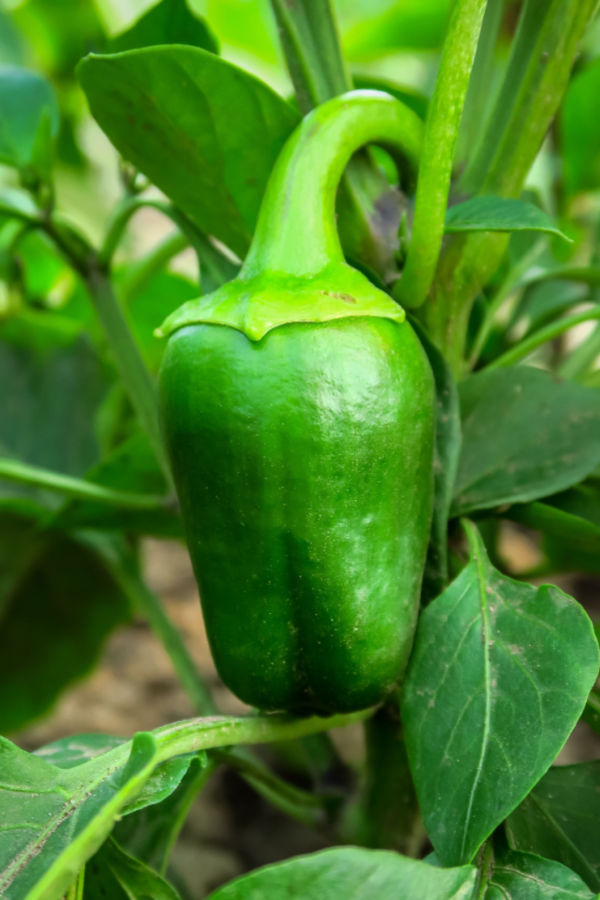 getting pepper plants to grow - removing early pepper fruit