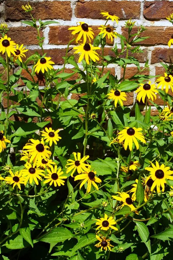 Black Eyed Susan