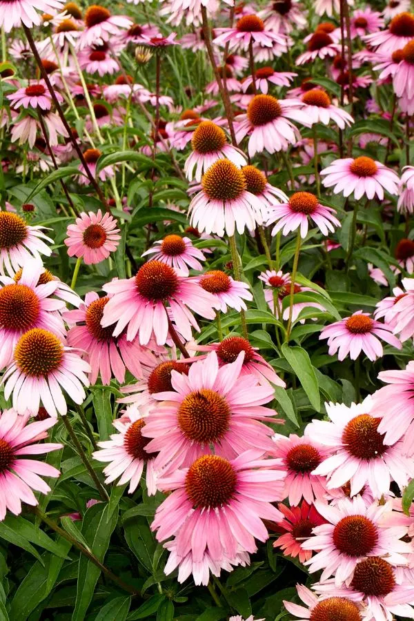 Drought Resistant Perennials: 6 Plants You Won't Have To Water!