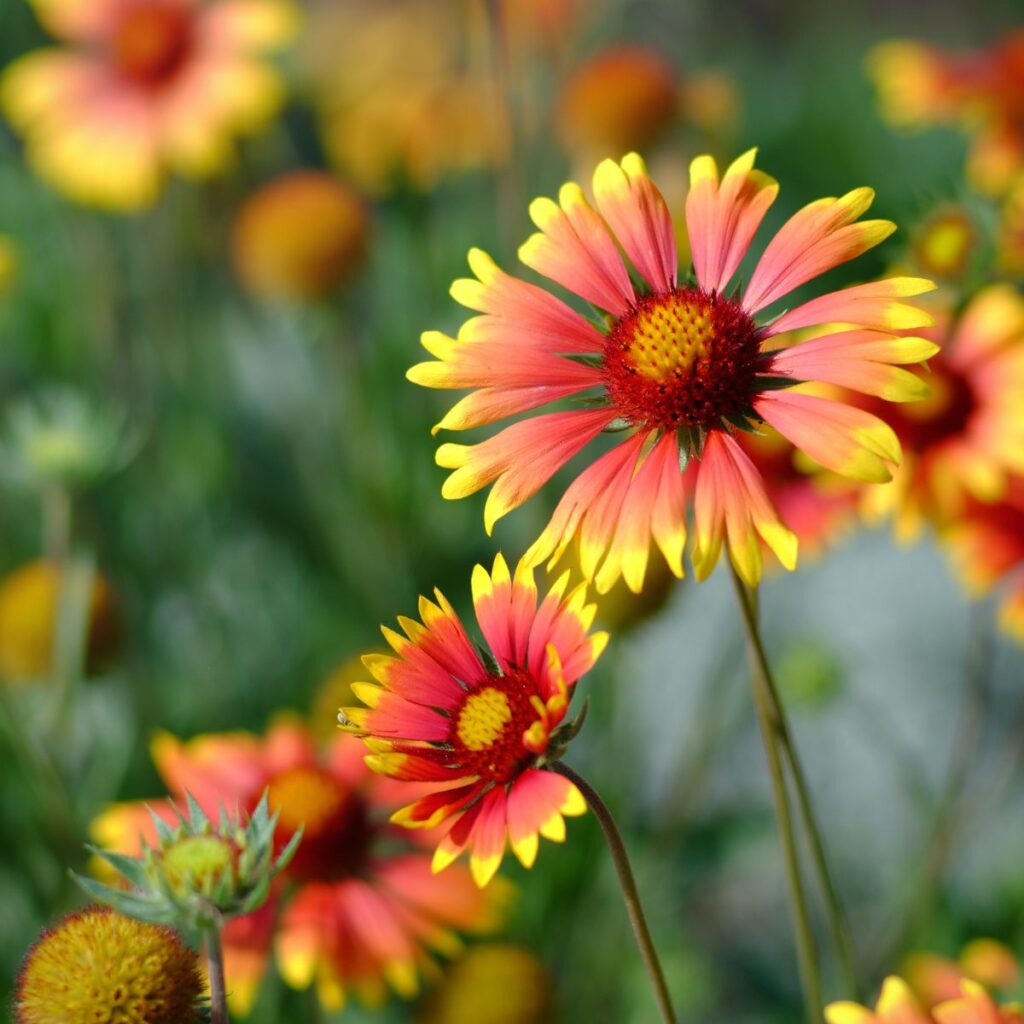 Blanket Flower - Drought resistant perennials 