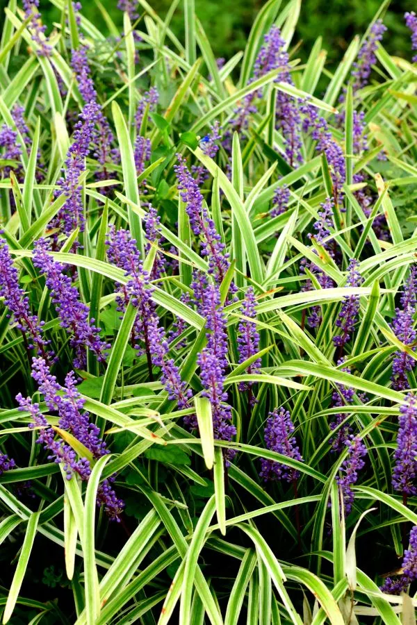 Liriope - Drought resistant perennials 