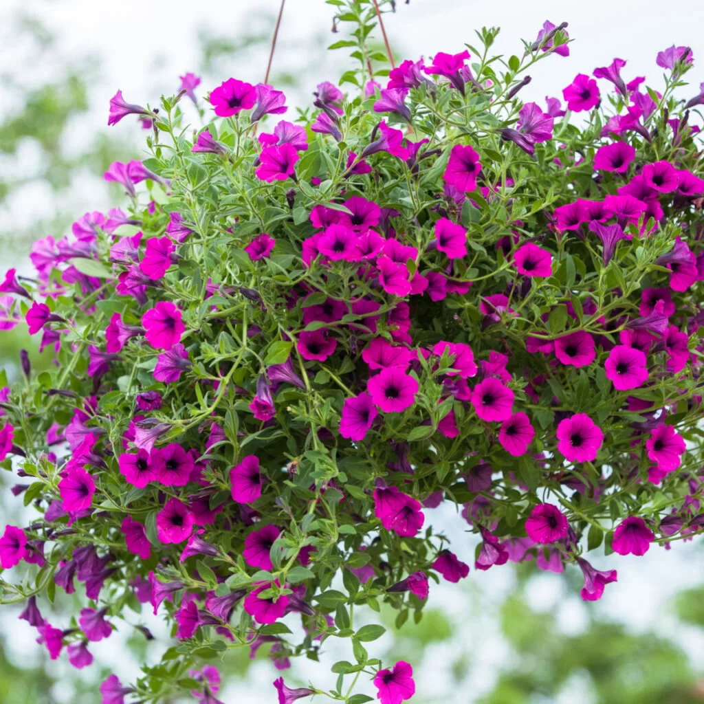 An overgrown purple petunia plant