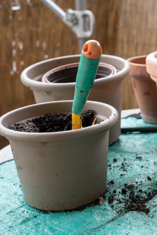 When replanting hanging basket plants, be sure to choose a container that is larger.