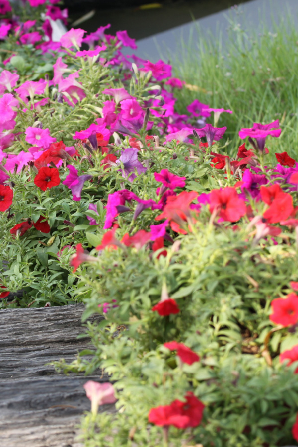 Petunias growing in the ground besides a yard.