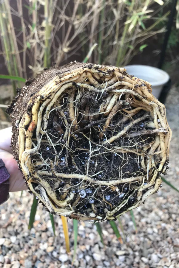 A very root bound hanging basket plant that needs to be replanted