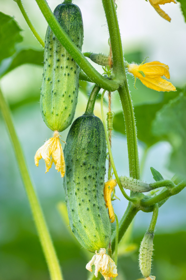 Pickling cucumbers growing on a cucumber plant in the summer