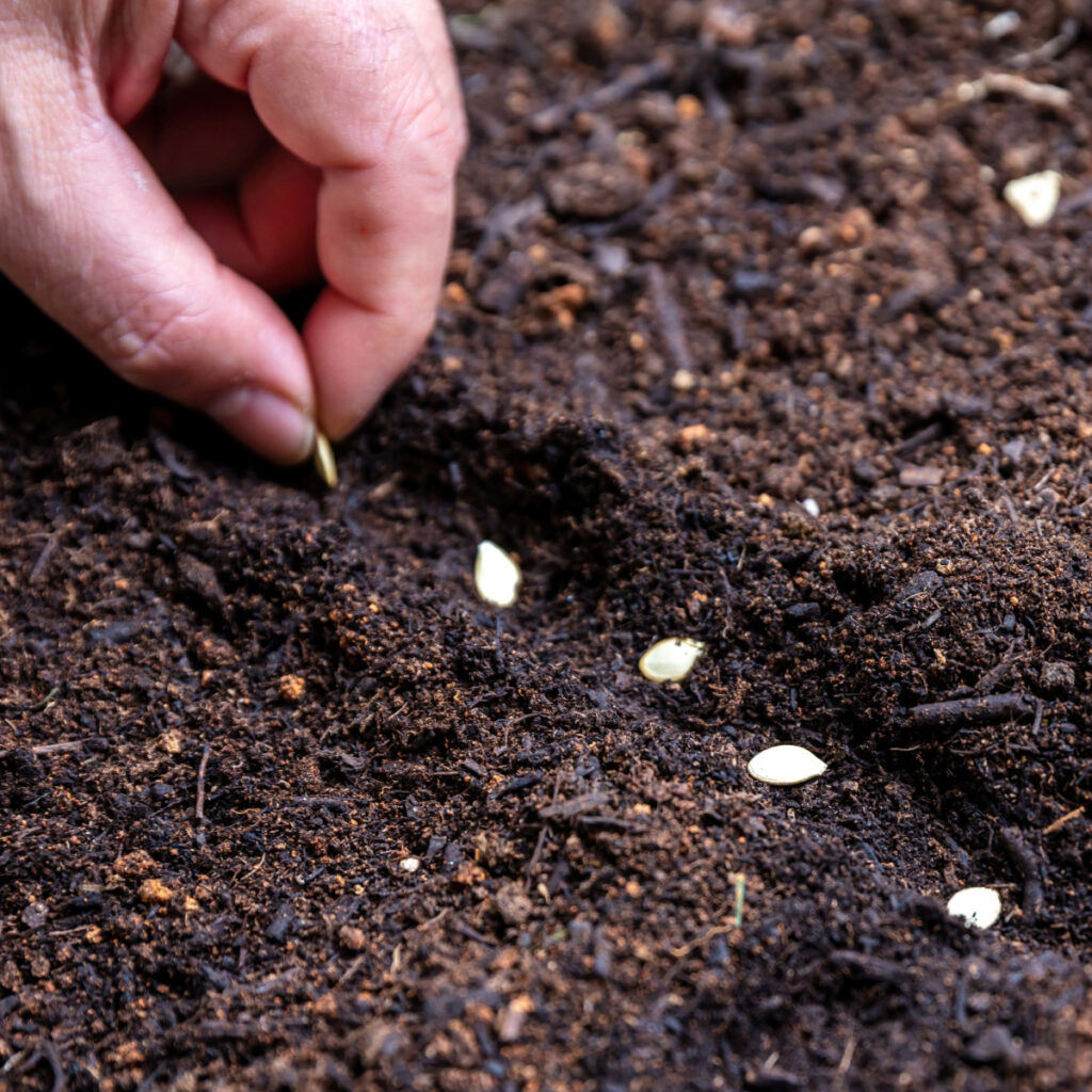 A hand planting cucumber or squash seeds in the summer soil