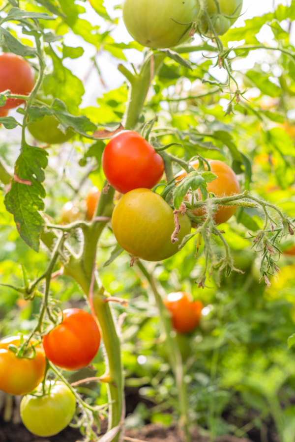 Ripening tomatoes growing on a plant in the middle of summer