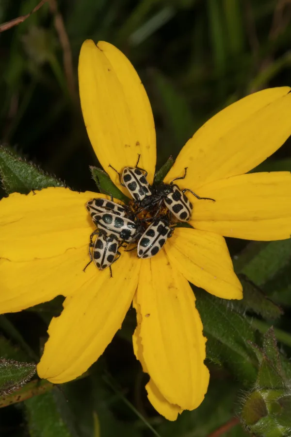 Cucumber beetles all over a yellow cucumber bloom.