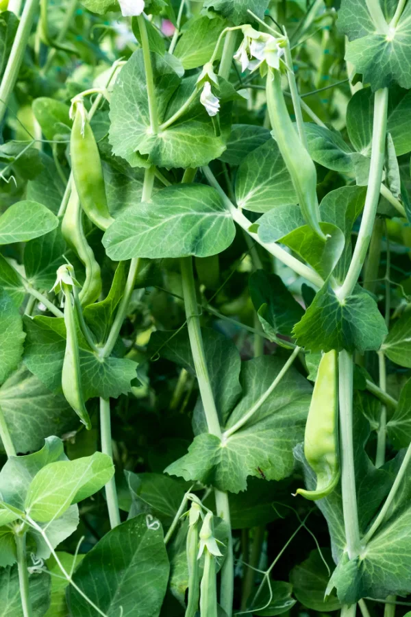 Peas growing on vines. 