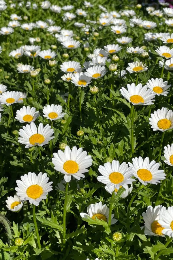 Shasta Daisies - Drought resistant perennials 