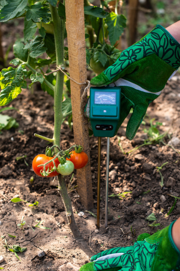 A gardener checking the moisture levels of the soil near their tomatoes by using a moisture meter