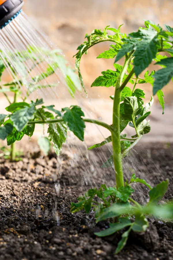 Someone watering a tomato plant with a hand sprayer