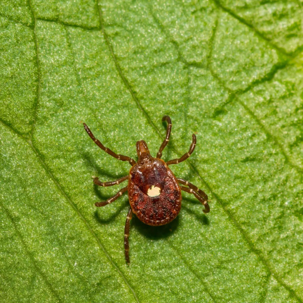 Homemade tick outlet spray for dogs