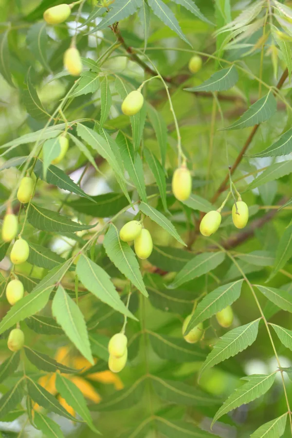 Neem tree with fruit growing