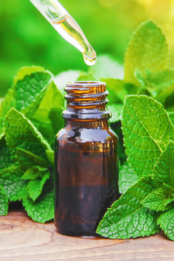 Peppermint sitting next to peppermint oil - used to create a repellent spray that keeps ticks away.