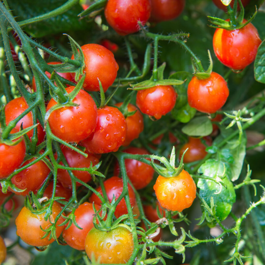 A bunch of ripening cherry tomatoes on a plant. 
