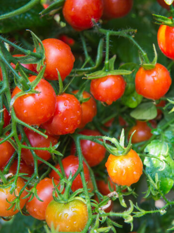 A ton of ripening cherry tomatoes on the vine