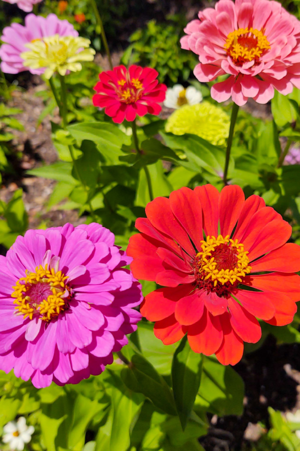 Colorful zinnia blooms in red, pink, and purple