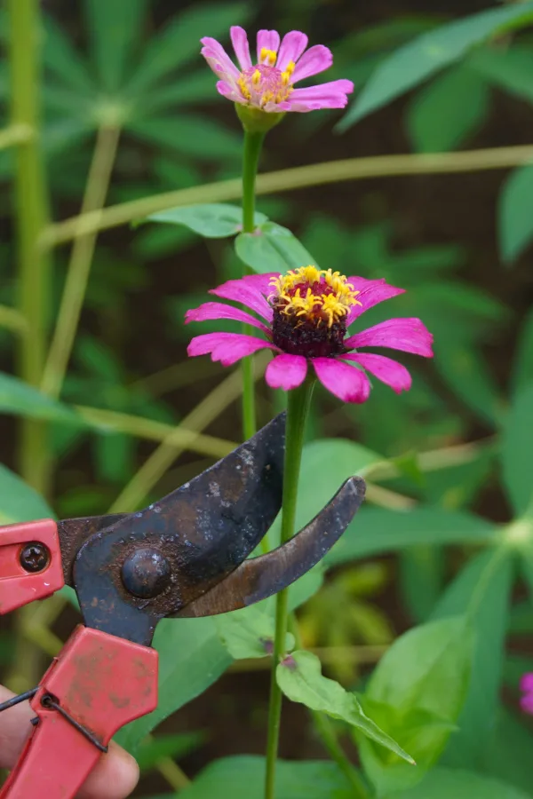 Someone deadheading zinnias high up on the stem.