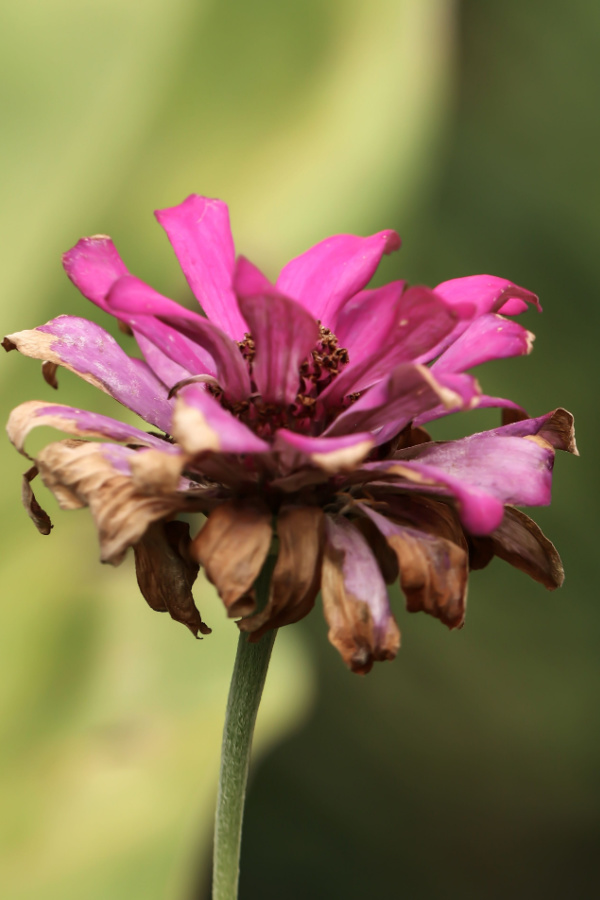 A dying pink zinnia bloom that needs to be deadheaded