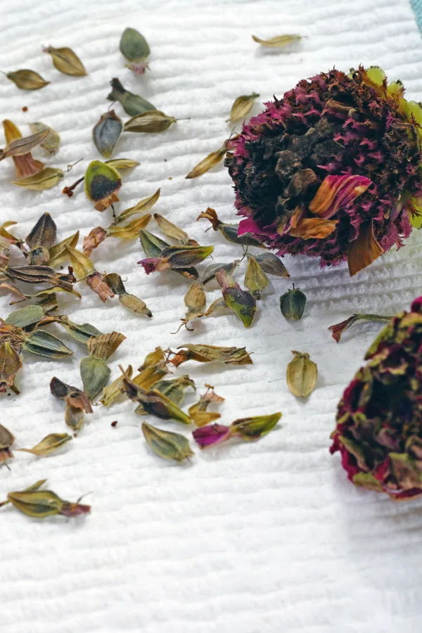 Zinnia seeds drying out on a paper towel.