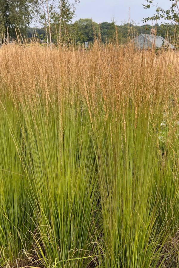 feather reed grass - drought resistant plants