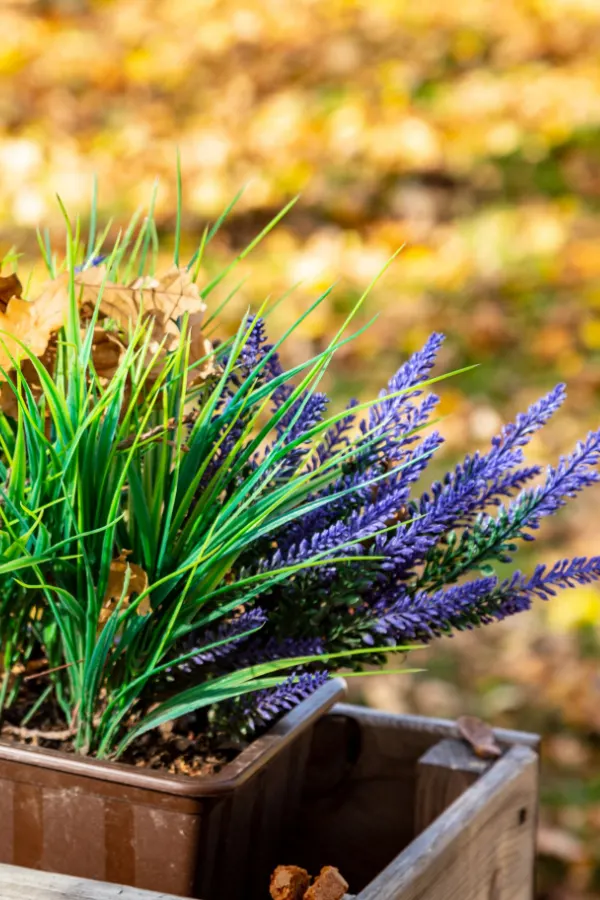 Blooming liriope growing in containers.