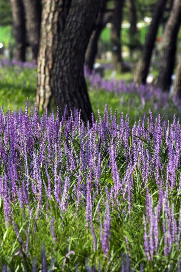 Creeping lilyturf growing under and around mature trees.