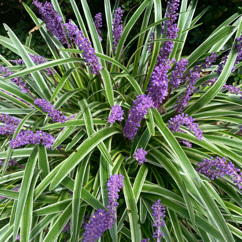A lilyturf plant with purple blooms and variegated foliage.