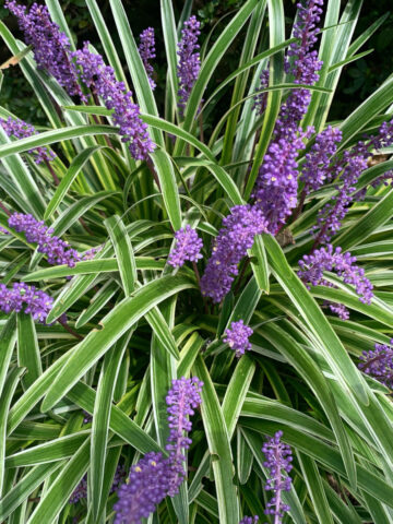 Purple flowering perennial - lilyturf