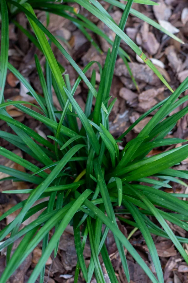 Growing Lilyturf - The Best Drought Resistant Border Plant Around!